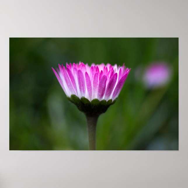 Affisch Daisy Fotografi (Framsidan)