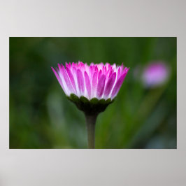 Affisch Daisy Fotografi