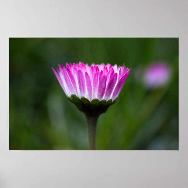 Affisch Daisy Fotografi (Framsidan)