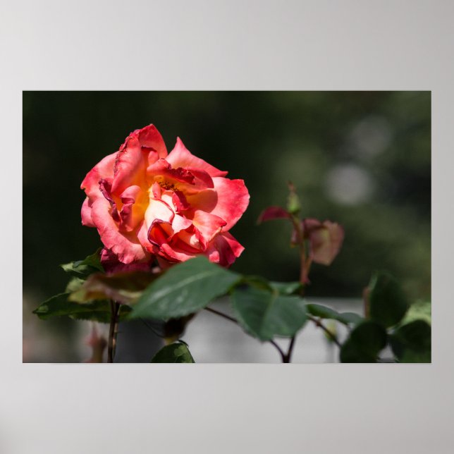 Affisch Den Visnande Rosen (Framsidan)