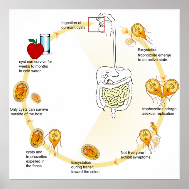 Affisch Diagram Giardia Livscykel Parasit (Framsidan)