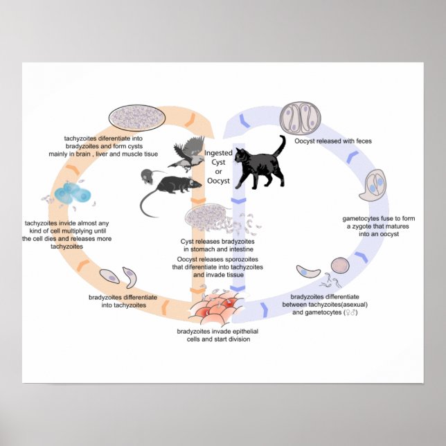 Affisch Diagram livscykel för Toxoplasma gondii (Framsidan)
