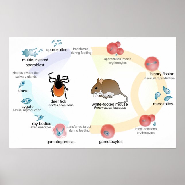Affisch Diagram över Babesia microti livscykel (Framsidan)