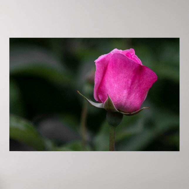 Affisch Elegant Rosa Knopp  (Framsidan)