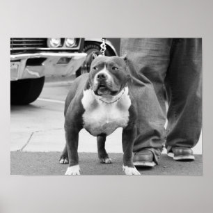 Affisch för amerikanStaffordshire Terrier