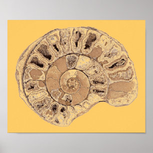 Affisch för Ammonite (fossil)