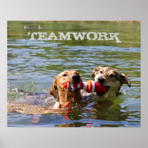 Affisch för anpassadehundTeamwork