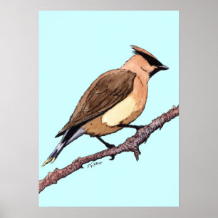 affisch för cederträwaxwingfågel