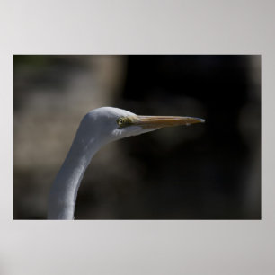 Affisch för foto för Headshot för vitkranfågel