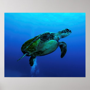 Affisch för Hawksbill havssköldpadda