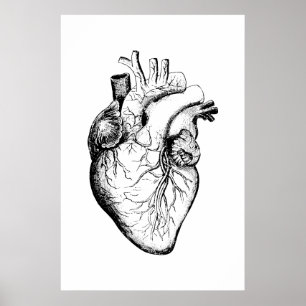 Affisch för hjärtaanatomiillustration