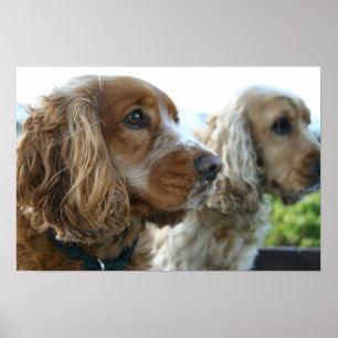 Affisch för hund för engelskacockerspanielSpaniel
