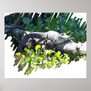 Affisch för jägare för Louisiana träskalligator