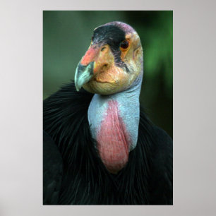 Affisch för Kalifornien Condor