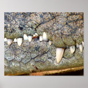 Affisch för krokodilalligatortand