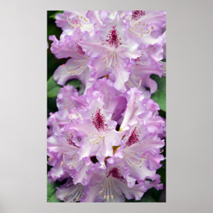 Affisch för lila- och vitrhododendronblommor
