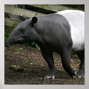 Affisch för Malayan Tapir