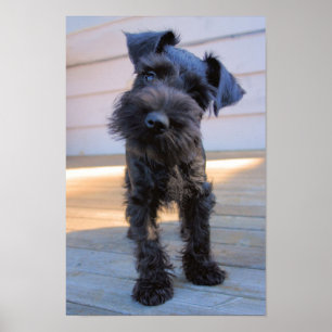 Affisch för miniatyrSchnauzervalp