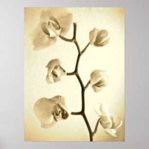 Affisch för Orchids {Sepia}