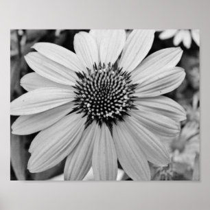 Affisch för Petalblomma 10x8