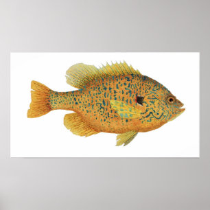 Affisch för Pumpkinseed klumpfiskkonst