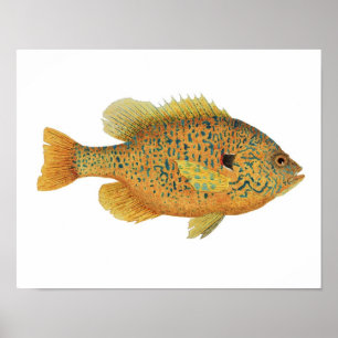 Affisch för Pumpkinseed klumpfiskkonst
