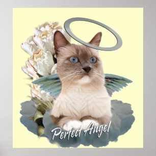 Affisch för Ragdoll perfekt ängelkattunge