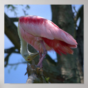 Affisch för Roseate Spoonbill