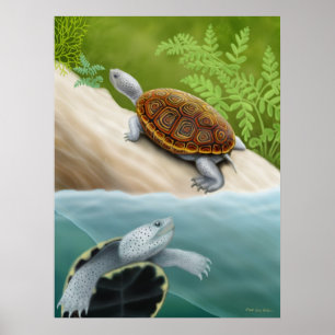 Affisch för sköldpaddor för DiamondbackTerrapin