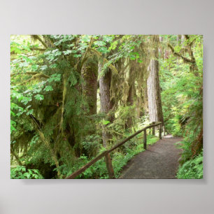 Affisch för slinga för Hoh dalRainforest
