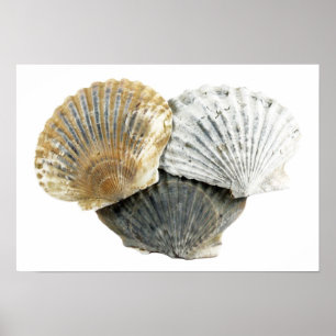 Affisch för snäckskalkonstfotografi