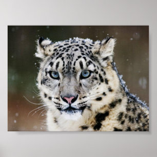 Affisch för snöLeopard