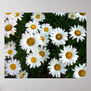 Affisch för sommar för Shasta daisy