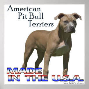 Affisch för Terrier för amerikangrop (APBT)tjur