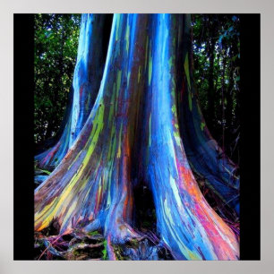 Affisch för TRÄD för REGNBÅGEHAWAII EUCALYPTUS
