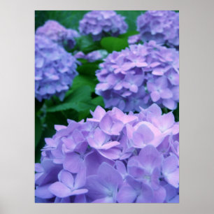 Affisch för vanlig hortensia {lilor}