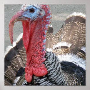 Affisch för vildTurkiet bild