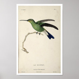 Affisch för vintageHummingbirdtryck