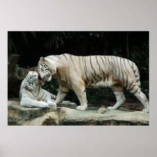 Affisch för vitBengal tiger