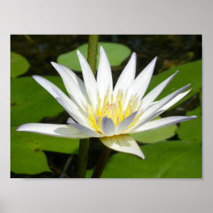 Affisch för vitlotusblommablomma