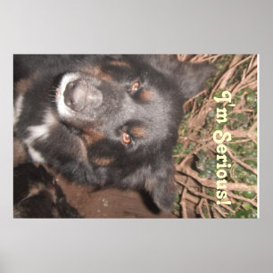 Affisch Husky Collie Korsning