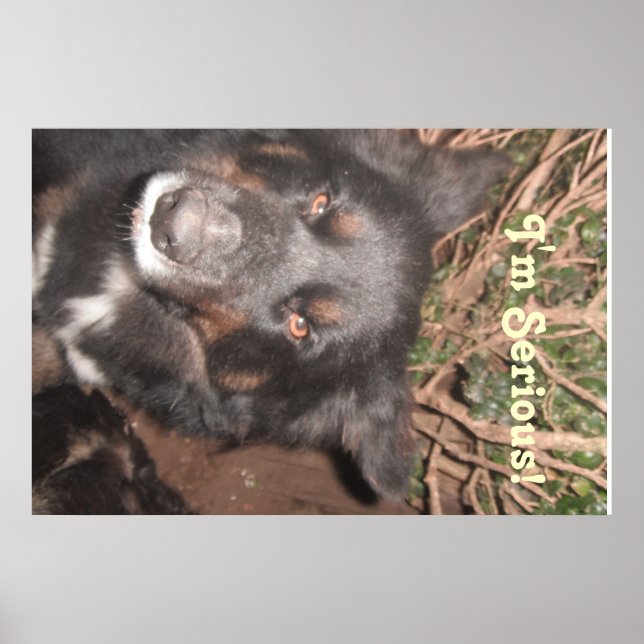 Affisch Husky Collie Korsning (Framsidan)