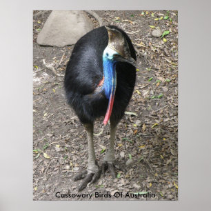 Affisch Kasuarfåglar i Australien