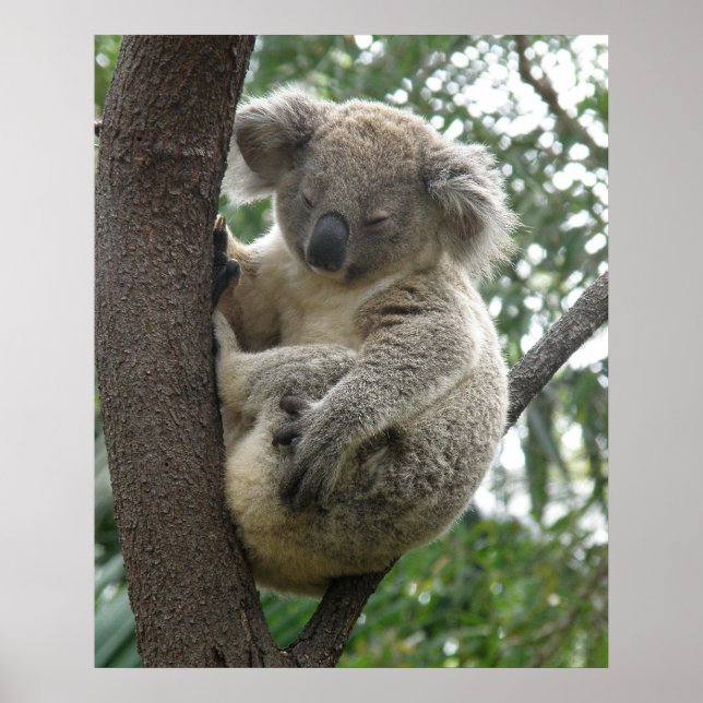 Affisch Koala I Träd Australien (Framsidan)