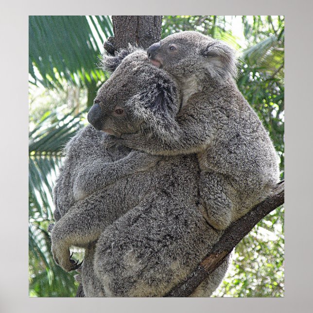 Affisch Koala Och Babys Australien Foto ZIZZAGO (Framsidan)