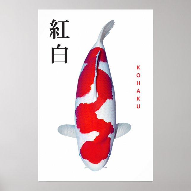 Affisch Kohaku Koi Elegans (Framsidan)