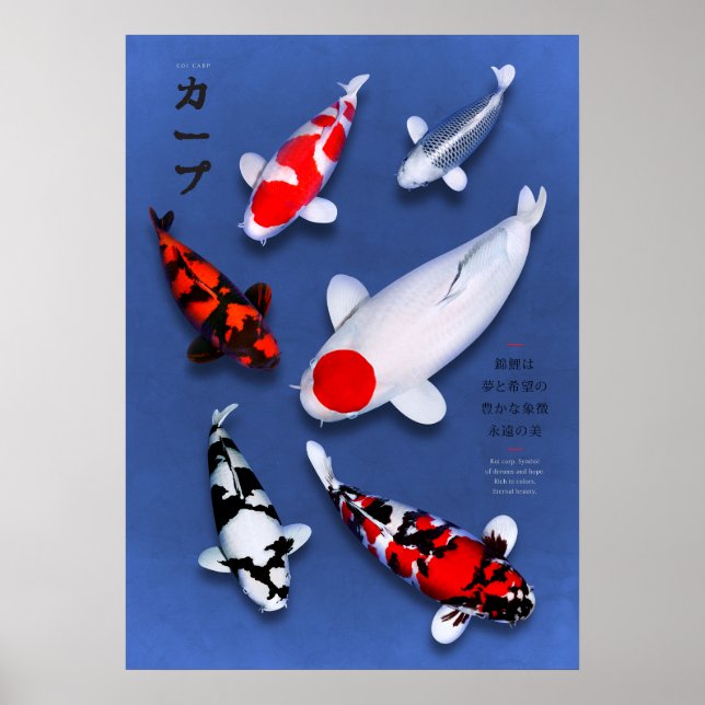 Affisch Koi Elegans (Framsidan)