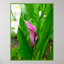 Affisch Lila Calla Lili