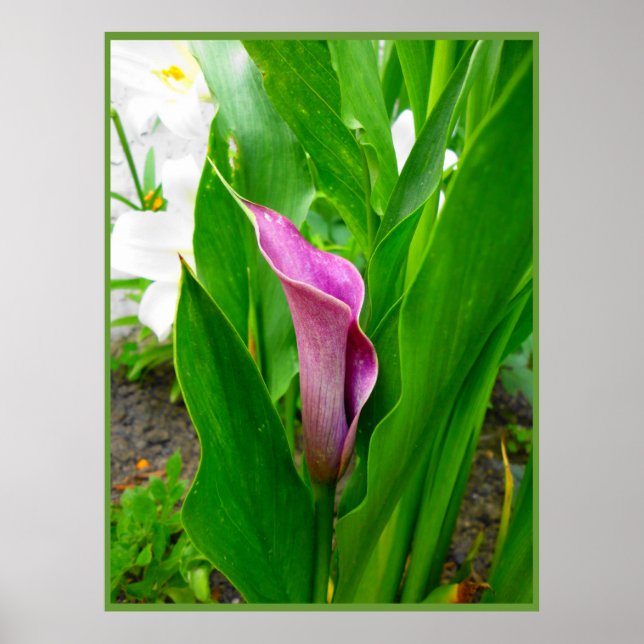 Affisch Lila Calla Lili (Framsidan)