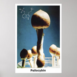 Affisch Magiska Svampar Psilocybin Kemisk Formel